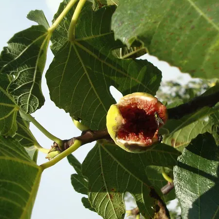 Mirta Apartman Póla