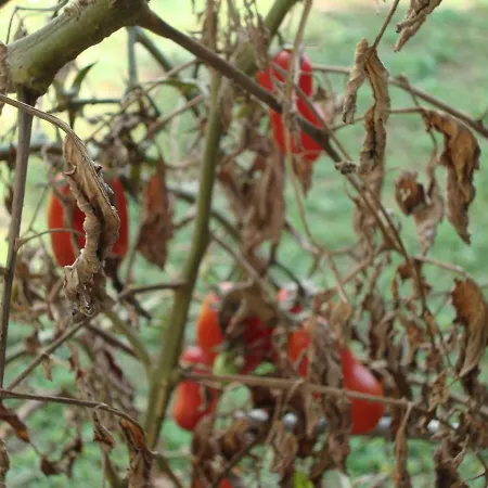 Mirta Apartman Póla
