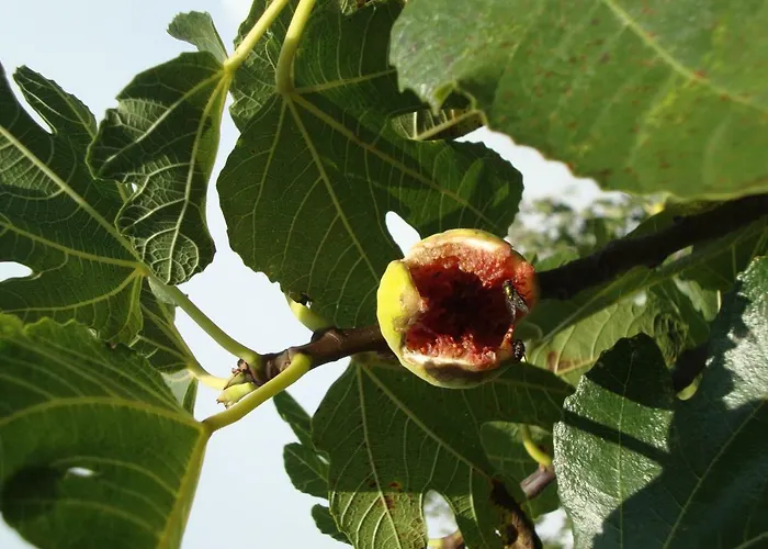 Mirta 아파트 풀라