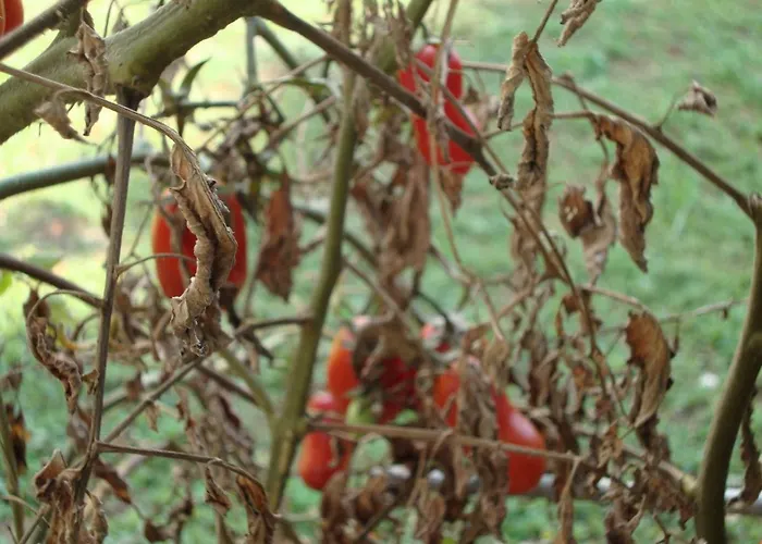 Mirta 아파트 풀라